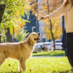 Dog Training